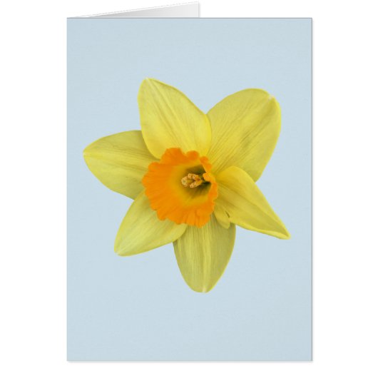 Yellow Spring Daffodil on Pale Blue Cards (Front)