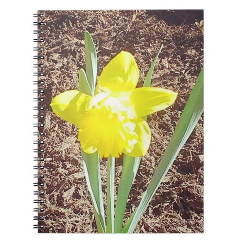 Yellow Spring Daffodil Photography  Notebook