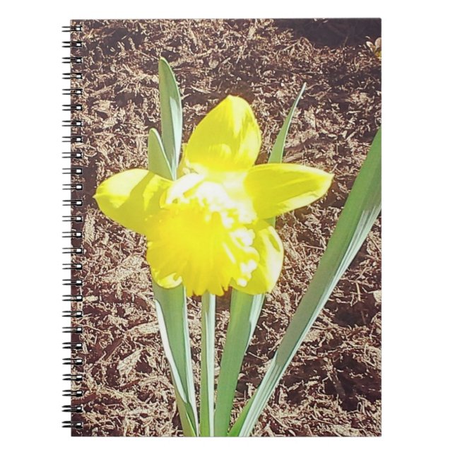 Yellow Spring Daffodil Photography  Notebook (Front)