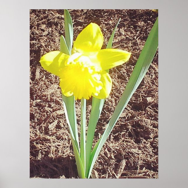 Yellow Spring Daffodil Photography Poster (Front)