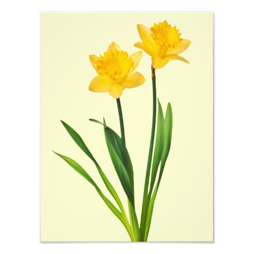 Yellow Spring Daffodils - Daffodil Template Photo Print | Zazzle