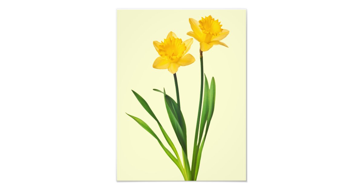 Yellow Spring Daffodils - Daffodil Template Photo Print | Zazzle.com