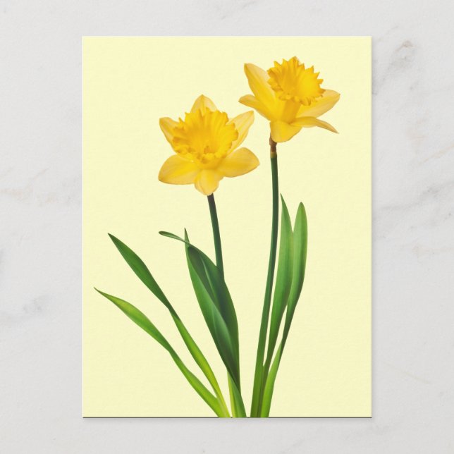 Yellow Spring Daffodils - Daffodil Template Postcard (Front)