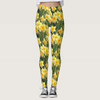 Yellow Spring Daffodils