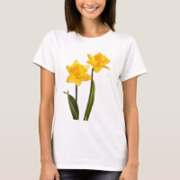 Yellow Spring Daffodils on White