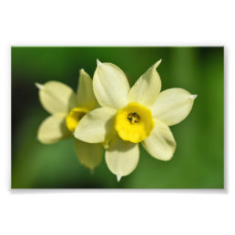 Yellow Spring Daffodils  Photo Print
