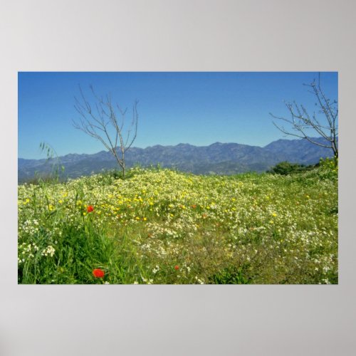 yellow Spring field in the mountains of Cyprus flo Poster