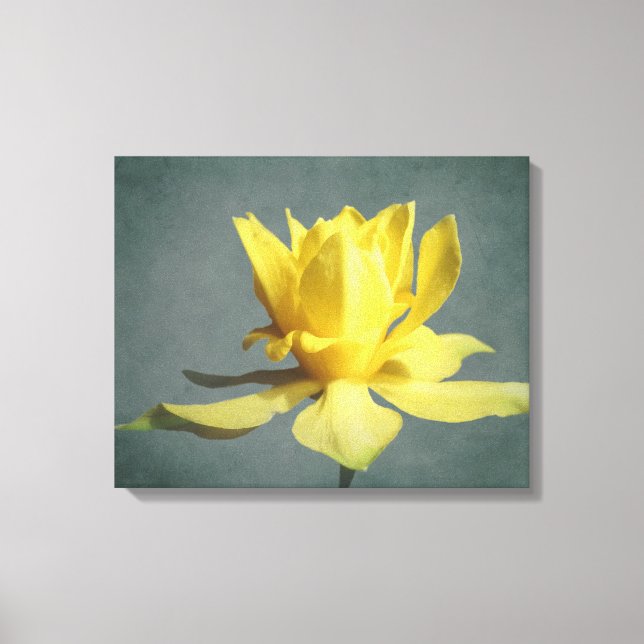 Yellow Spring Narcissus Canvas Print (Front)