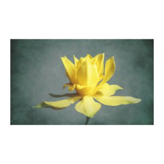 Yellow Spring Narcissus Canvas Print