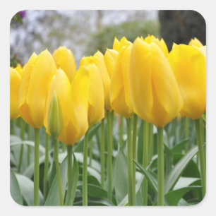 Yellow spring tulips square sticker