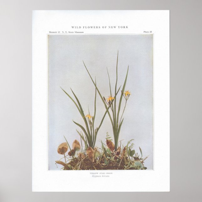 Yellow Star Grass - Hypoxis hirsuta Poster (Front)
