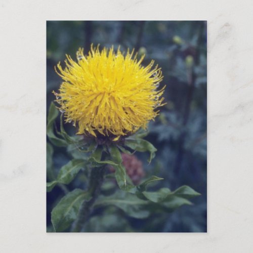 yellow Star Thistle Centaurea Macrophala flower Postcard