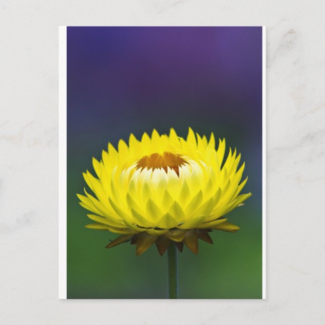 Yellow Straw Flower Postcard (Front)