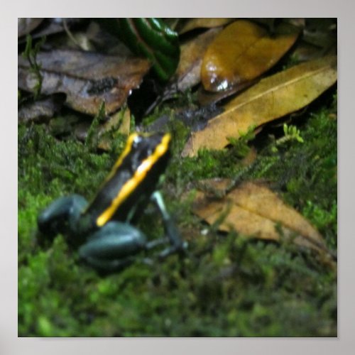 Yellow Striped Dart Frog Poster