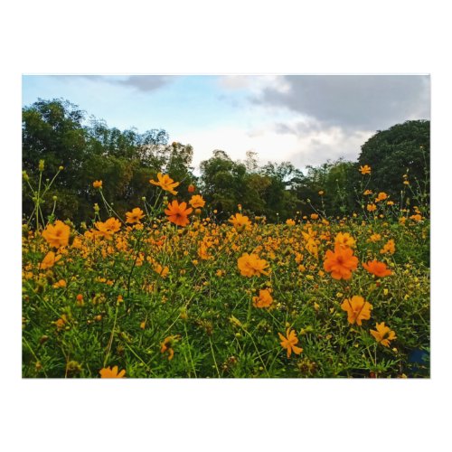 Yellow Sulfur Cosmos Flower Photo Print