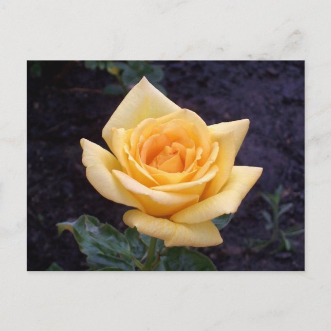 Yellow Summer Rose Postcard (Front)