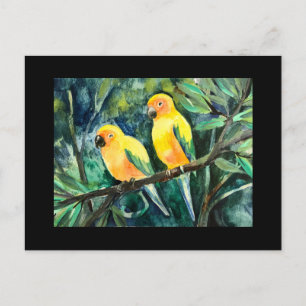 Yellow sun conures,bird friends holiday postcard