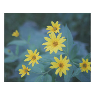 Yellow Sunchoke Flowers on Blue Background Poster Faux Canvas Print
