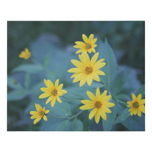 Yellow Sunchoke Flowers on Blue Background Poster Faux Canvas Print (Front)