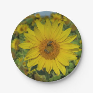 yellow sund flower blossom paper plates