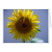 Yellow Sunflower (Front Horizontal)
