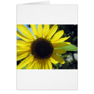 Yellow Sunflower
