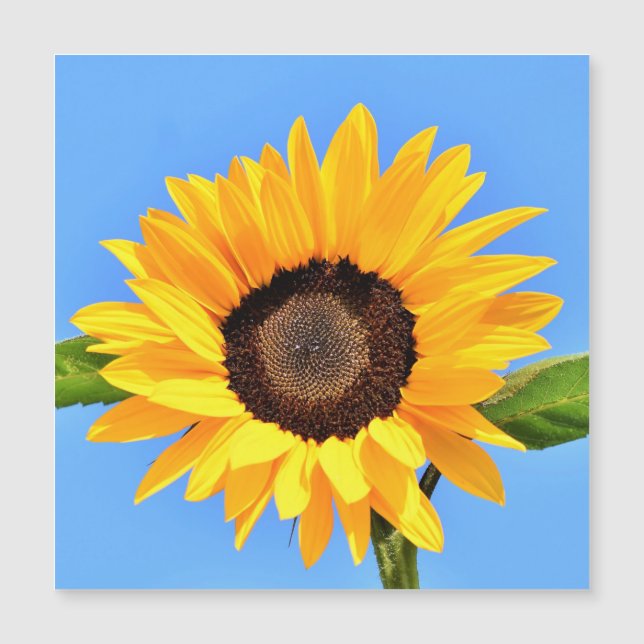 Yellow Sunflower Against Sun on Blue Sky - Summer (Front)