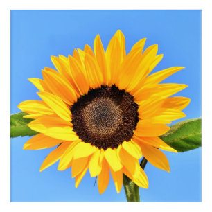 Yellow Sunflower Against Sun on Blue Sky - Summer Acrylic Print