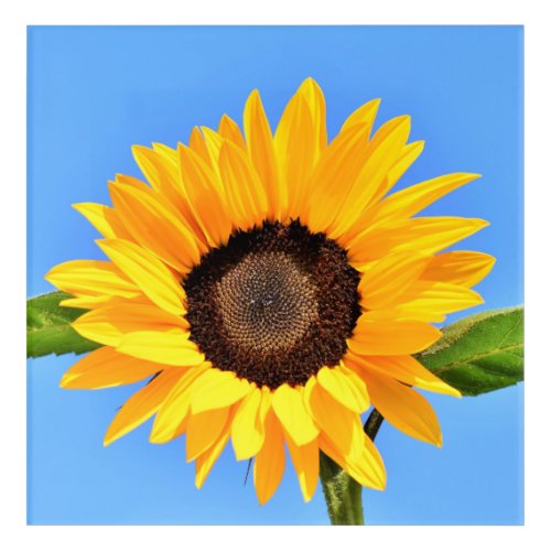 Yellow Sunflower Against Sun on Blue Sky _ Summer Acrylic Print