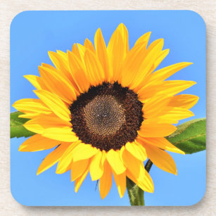 Yellow Sunflower Against Sun on Blue Sky - Summer Beverage Coaster