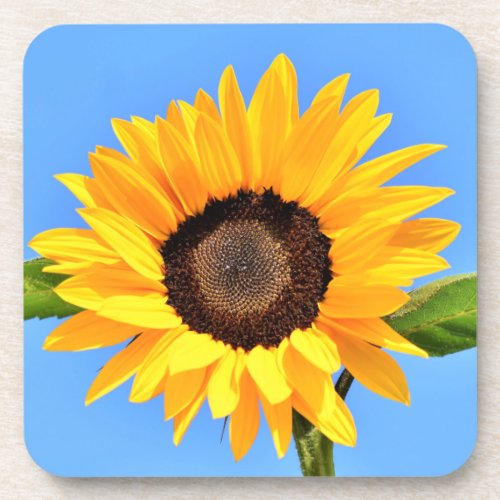 Yellow Sunflower Against Sun on Blue Sky _ Summer Beverage Coaster