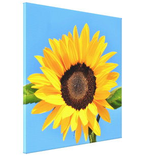 Yellow Sunflower Against Sun on Blue Sky - Summer  Canvas Print