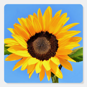 Yellow Sunflower Against Sun on Blue Sky - Summer  Foam Board