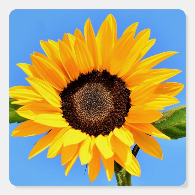Yellow Sunflower Against Sun on Blue Sky - Summer  Foam Board (Front)
