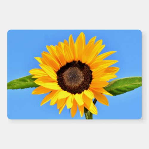 Yellow Sunflower Against Sun on Blue Sky _ Summer  Foam Board