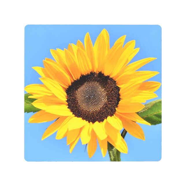 Yellow Sunflower Against Sun on Blue Sky - Summer  Metal Print (Front)