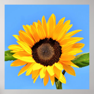 Yellow Sunflower Against Sun on Blue Sky - Summer  Poster