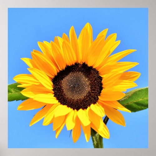 Yellow Sunflower Against Sun on Blue Sky _ Summer  Poster