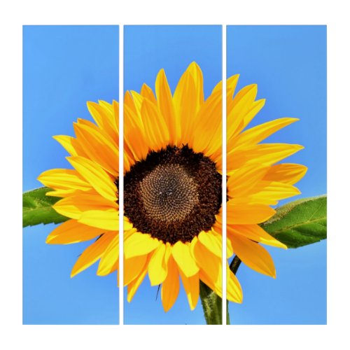 Yellow Sunflower Against Sun on Blue Sky _ Summer  Triptych