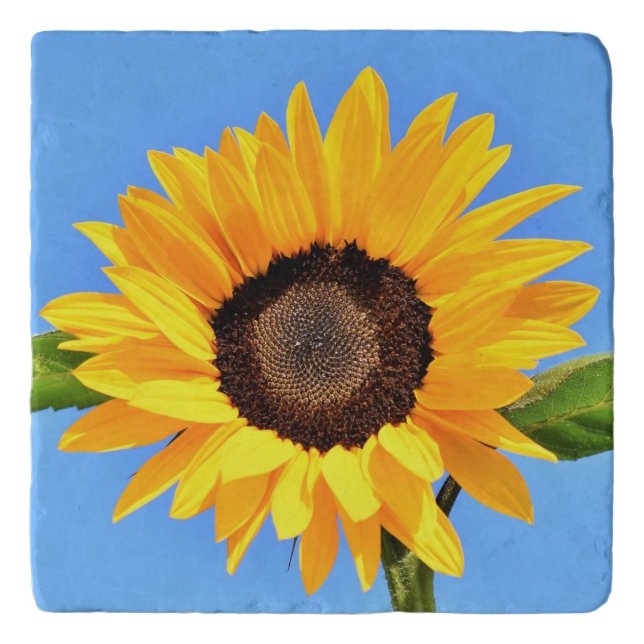 Yellow Sunflower Against Sun on Blue Sky - Summer Trivet (Front)