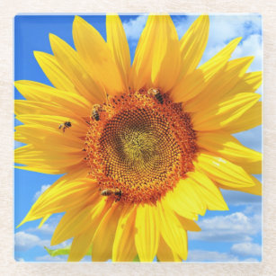 Yellow Sunflower and Bees Glass Coaster