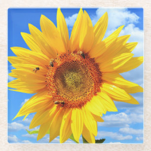 Yellow Sunflower and Bees Glass Coaster Blue Sky