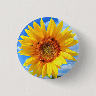Yellow Sunflower and Bees on Blue Sky Button