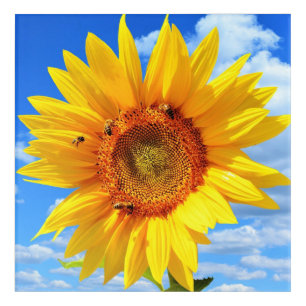 Yellow Sunflower and Bees on Blue Sky - Summer Day Acrylic Print