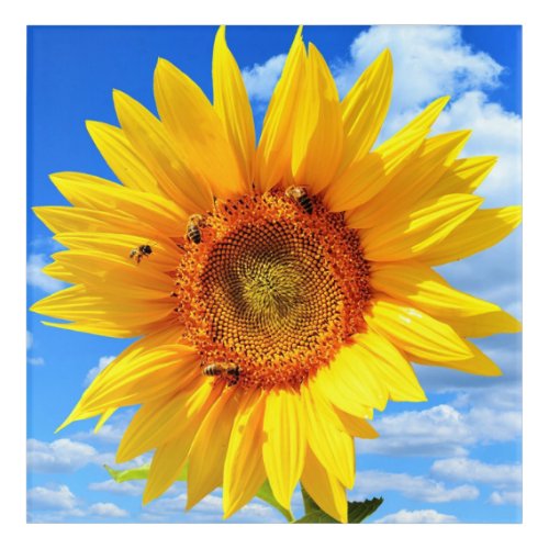 Yellow Sunflower and Bees on Blue Sky _ Summer Day Acrylic Print