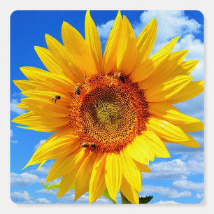 Yellow Sunflower and Bees on Blue Sky - Summer Day Foam Board