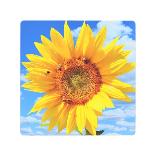 Yellow Sunflower and Bees on Blue Sky _ Summer Day Metal Print