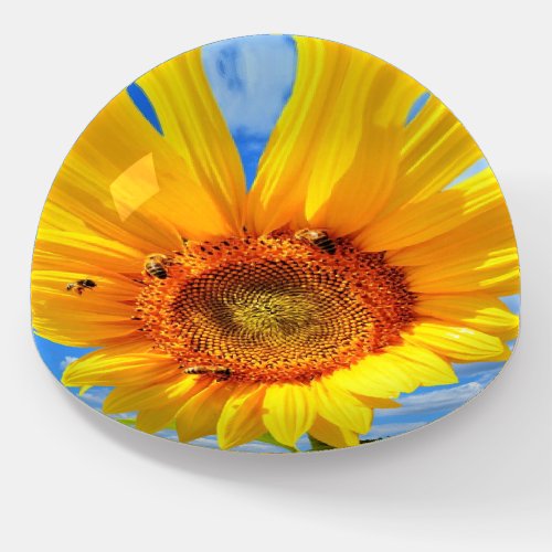 Yellow Sunflower and Bees on Blue Sky _ Summer Day Paperweight
