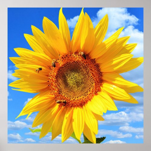 Yellow Sunflower and Bees on Blue Sky _ Summer Day Poster