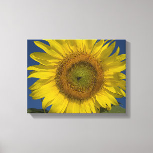 Yellow Sunflower and Blue Sky Canvas Print